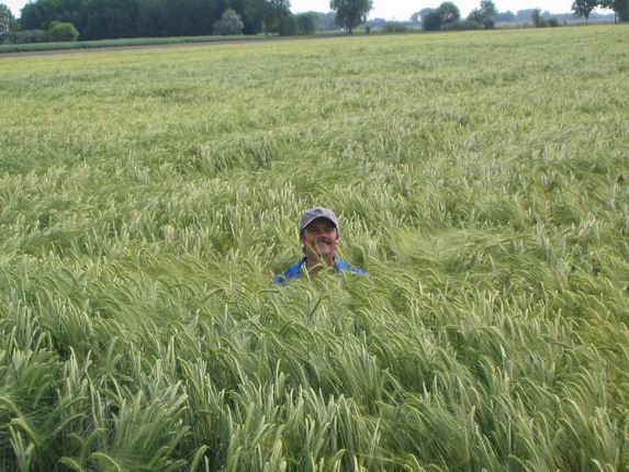 wir bemerken das seltsame Pflanzen im Kornfeld wachsen